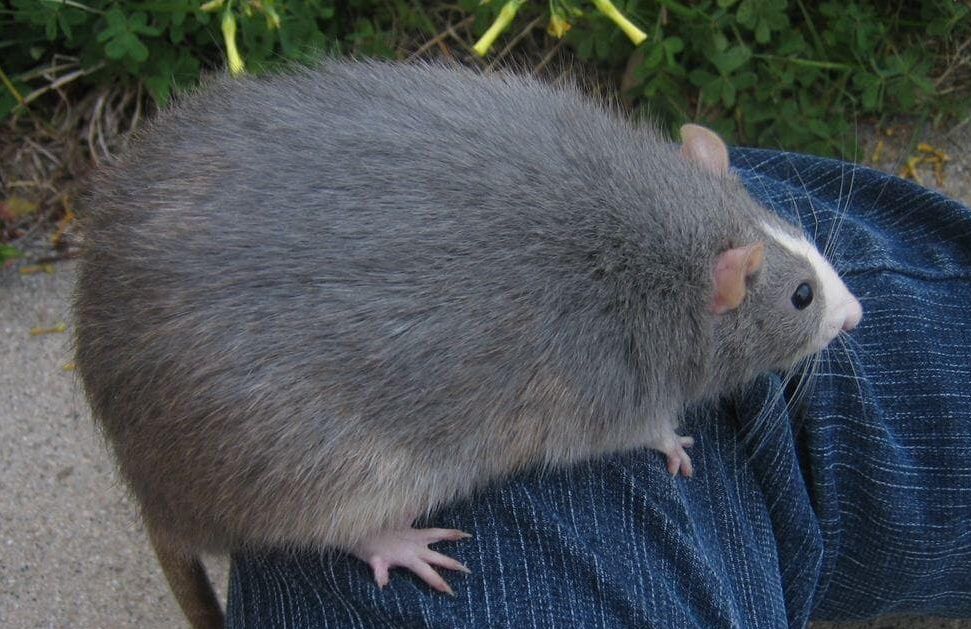 big rat